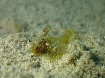 オコゼの仲間の子供