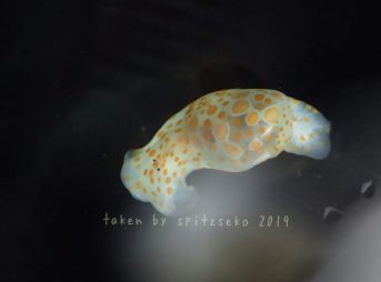 ミガキブドウガイ