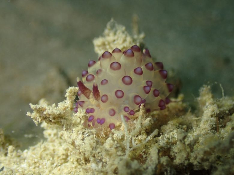 サーシャコヤナギウミウシ