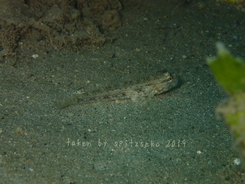 カザリハゼの仲間