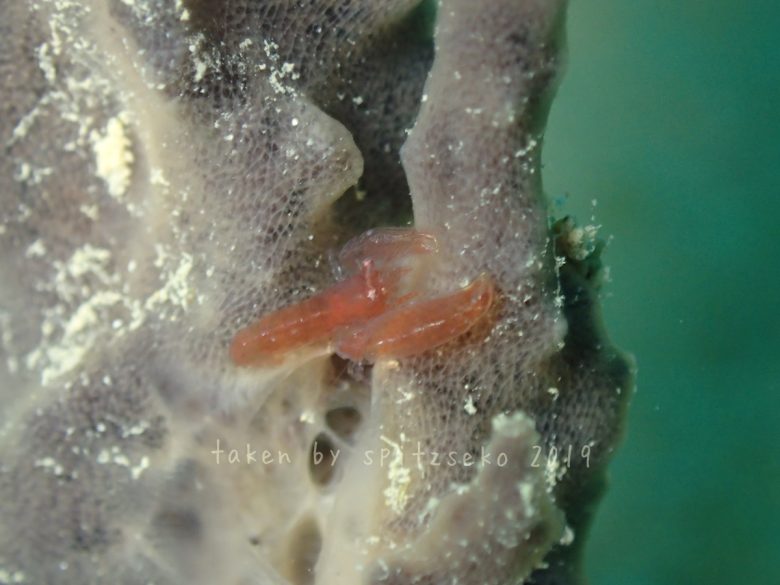 カイメンカクレエビ属の一種