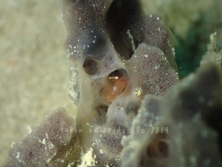 カイメンカクレエビ属の一種