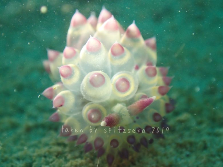 サーシャコヤナギウミウシ