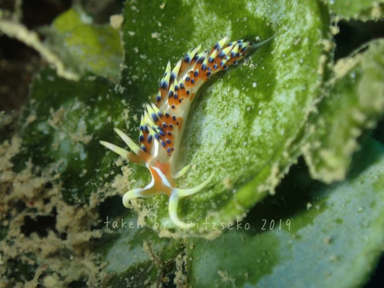 ヒブサミノウミウシ