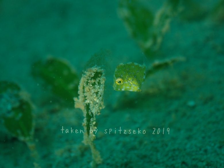 セダカカワハギ