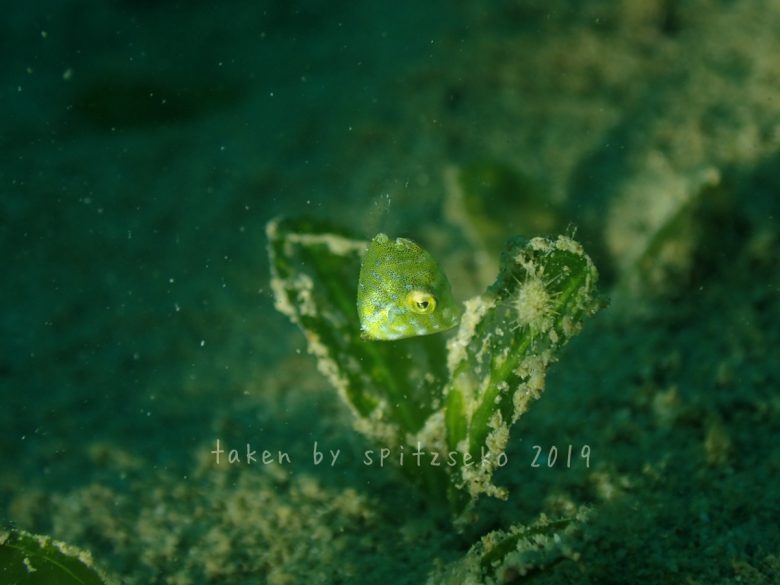 セダカカワハギ