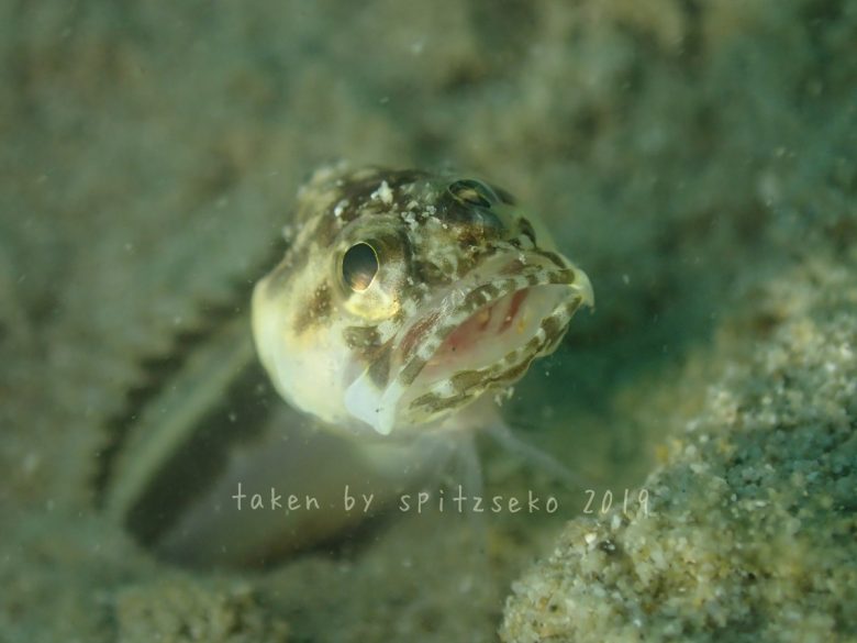 カエルアマダイ