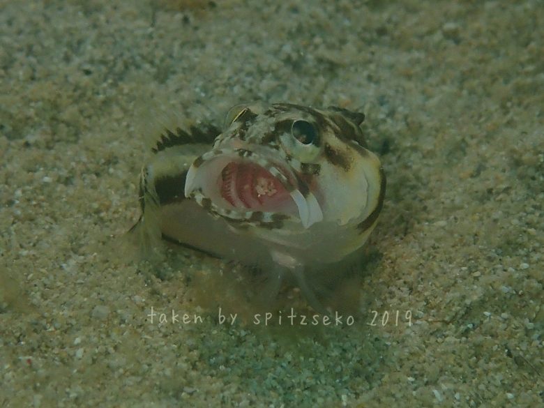 カエルアマダイ