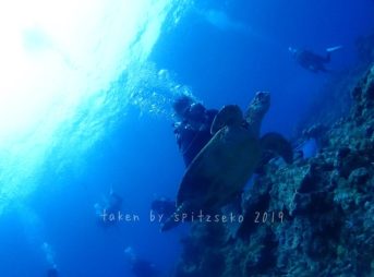 ウミガメとお客様たち