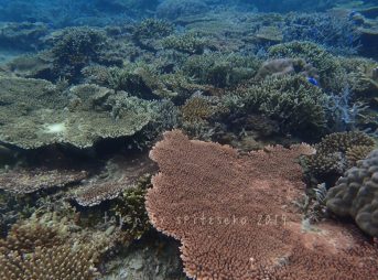 浅瀬のサンゴの復活に感服