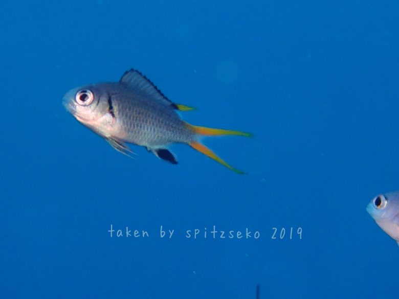 モンスズメダイ