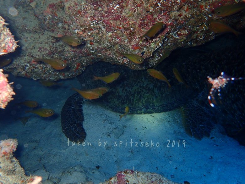 ウミガメ+ベンテンコモンエビ