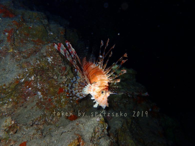 ハナミノカサゴ