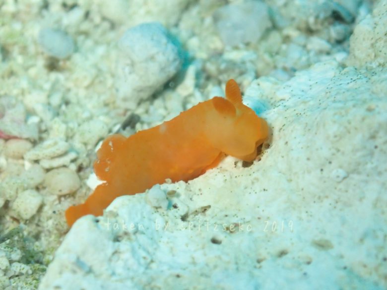 キヌハダウミウシ属の一種