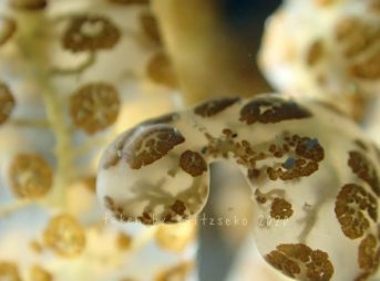 オオコノハミノウミウシ触手