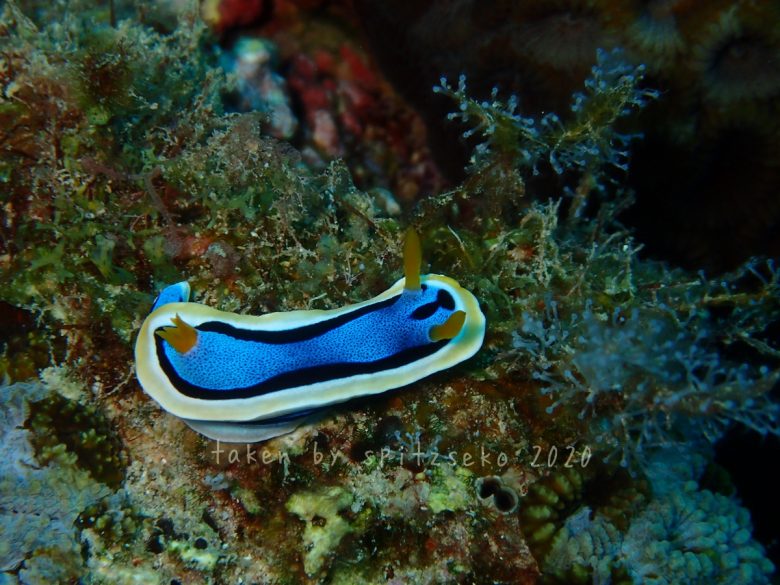 アンナウミウシ