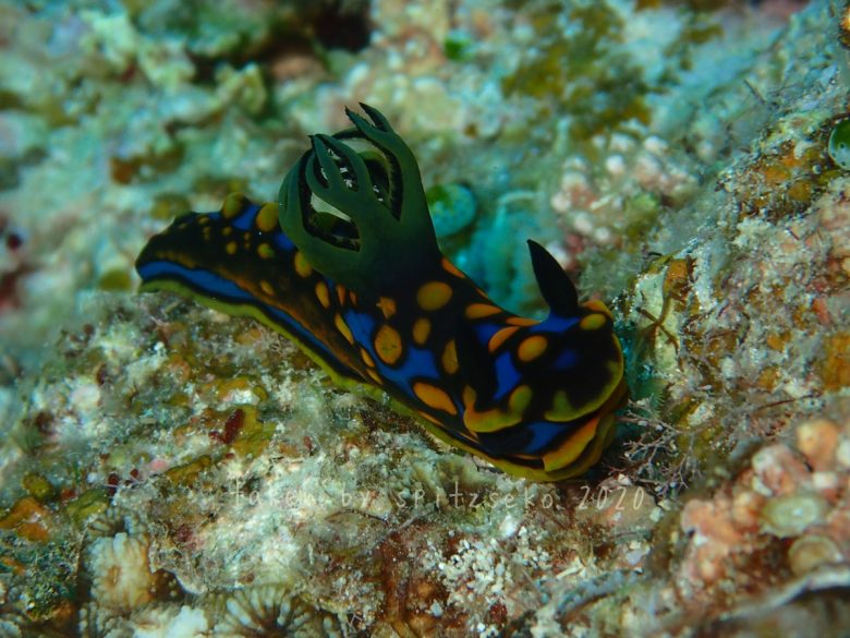 サガミリュウグウウミウシ