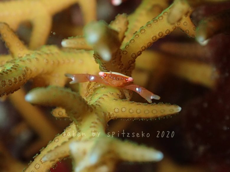 ヒメサンゴガニ属の一種