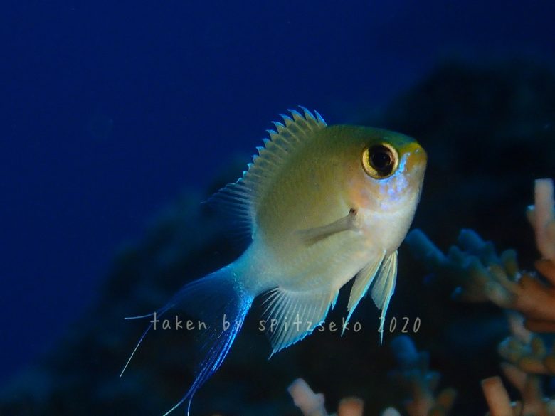 マルスズメダイ