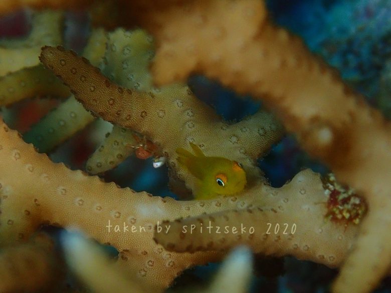 アカネダルマハゼ