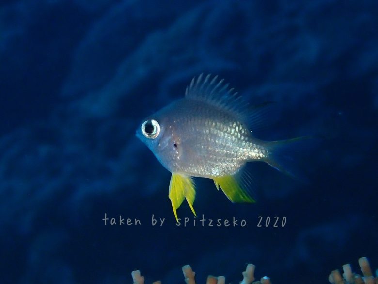 ナミスズメダイ