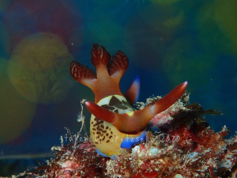 クロスジリュウグウウミウシ