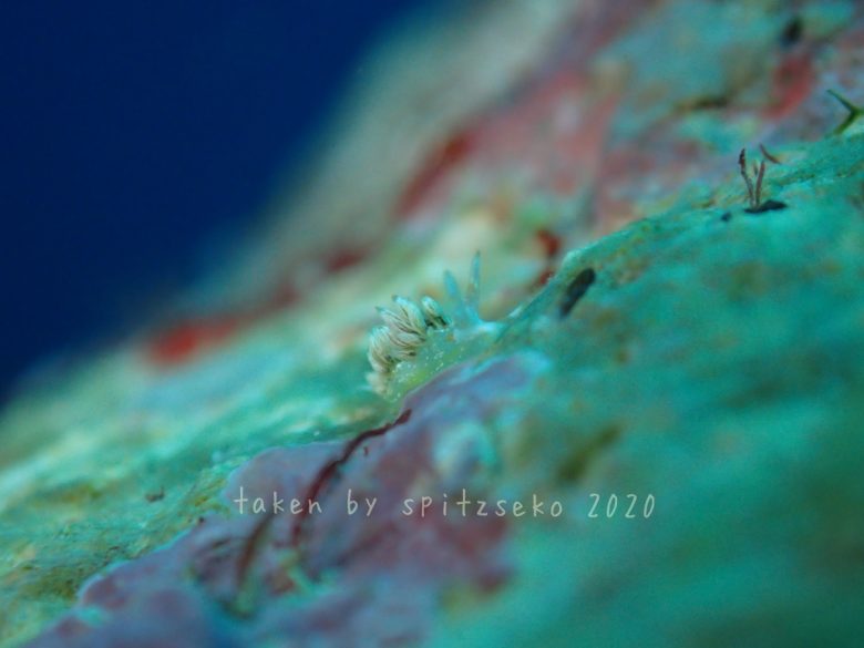 ハクセンミノウミウシ