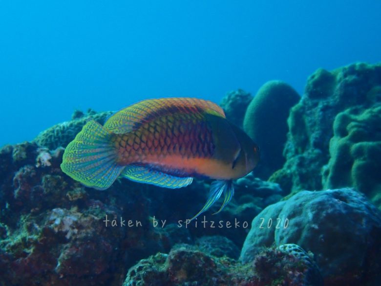 クロヘリイトヒキベラ