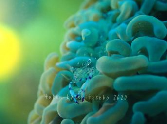 ニセアカホシカクレエビ