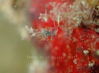 シラタマツガルウミウシ