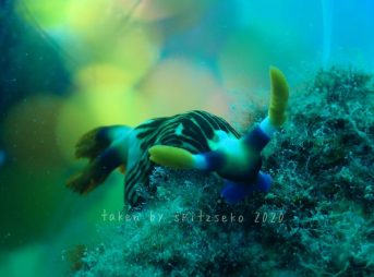 クロスジリュウグウウミウシ