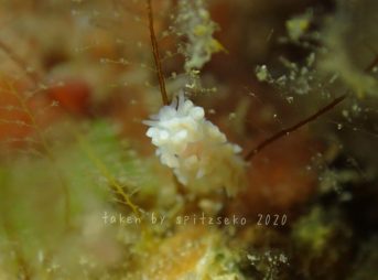 名前不明ウミウシ