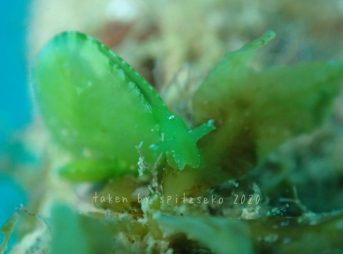 タマノミドリガイ