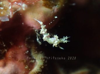 ネアカミノウミウシ