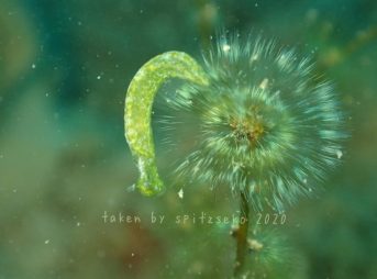 ケヤリとヒラミルミドリガイかな?