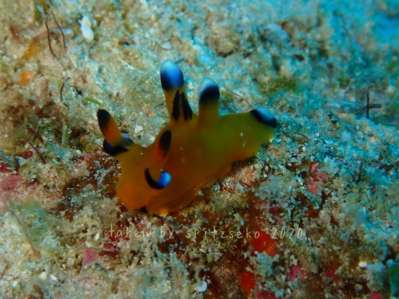 ウデフリツノザヤウミウシ