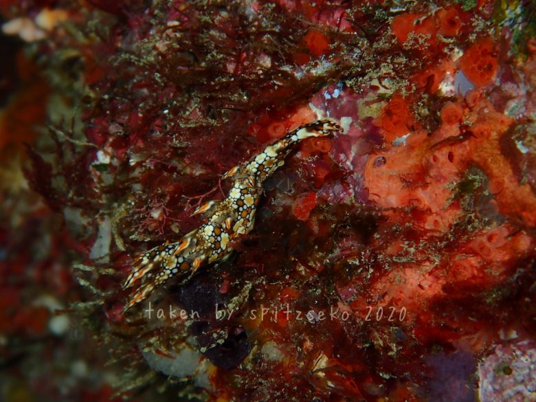 ヒオドシユビウミウシ