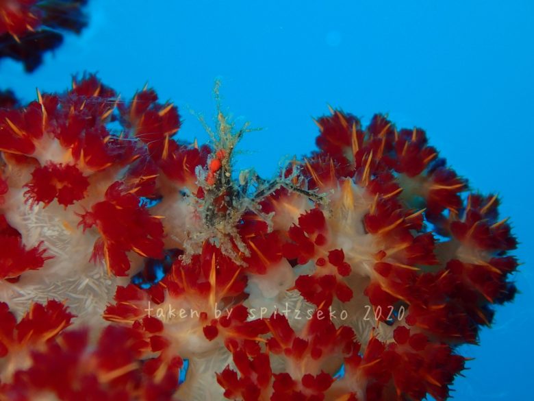 ツノガニの仲間