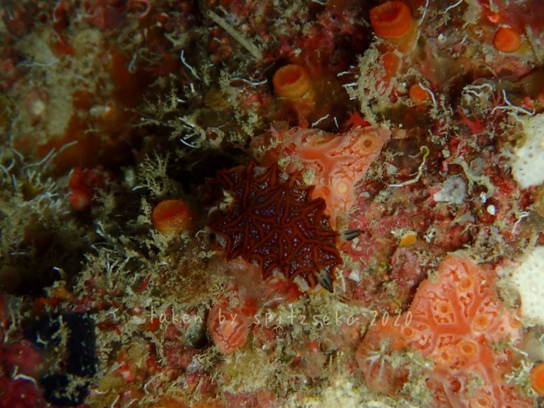 モザイクウミウシ