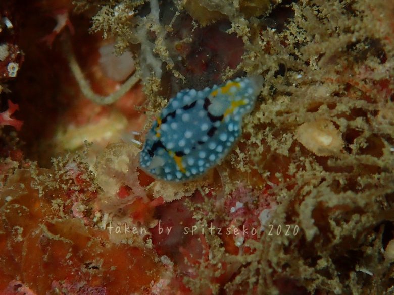 シモフリカメサンウミウシ