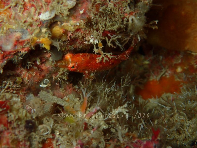 スニーキーラス子供