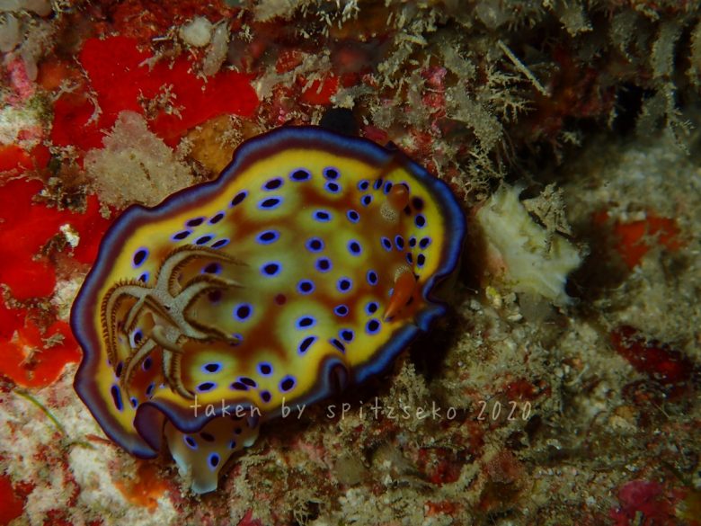 オトヒメウミウシ