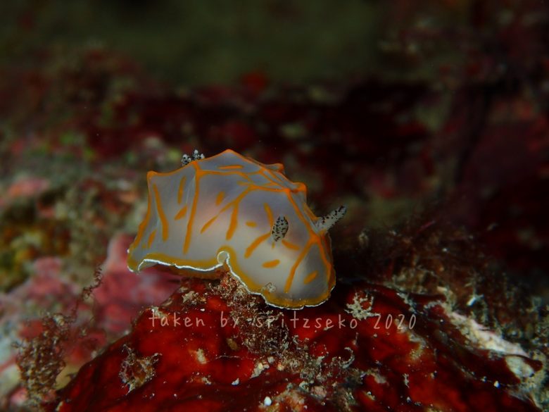 キスジカンテンウミウシ