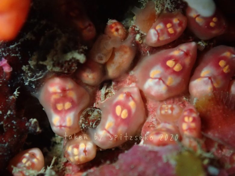 マントヒヒホヤ