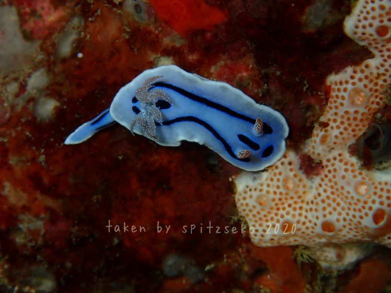 ミゾレウミウシ