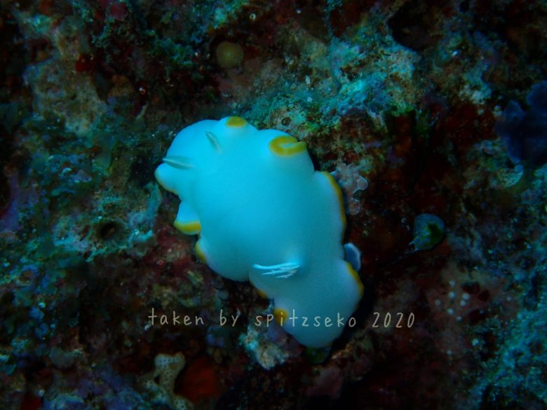 メレンゲウミウシ