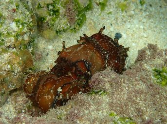 アメフラシ属の一種群れ