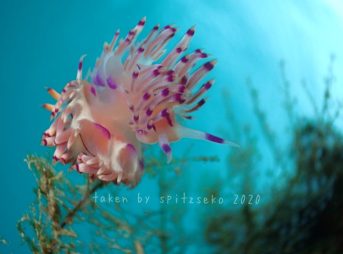 ロータスミノウミウシ