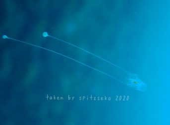 クリイロカメガイ