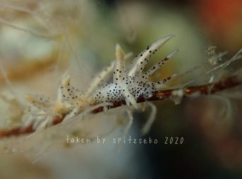 ホソミノウミウシ